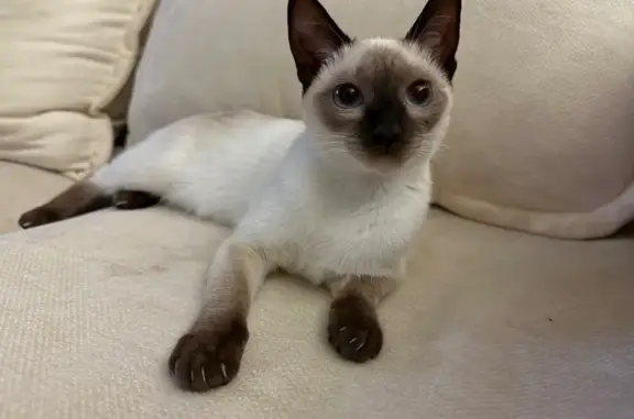 Lost pets Port Charlotte, photo: Lost cat, female, Allworthy Street, 167, Port Charlotte - small, white with brown markings