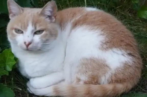 Animaux perdus Paris, photo: Chat perdu, Rue Brunard, 60, Étampes, Paris - femelle, 14 ans, rousse et blanche