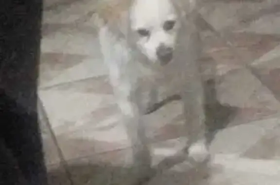 Búsqueda de mascotas, foto: Perdido perro hembra, Cerrada Amapolas, 1A, Cuautitlán Izcalli, Cuautitlan Izcalli - blanca, 14 años, orejas color miel