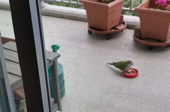Found pets New York, photo: Found bird, Douglas Avenue, 4455, New York - healthy green monk parrot