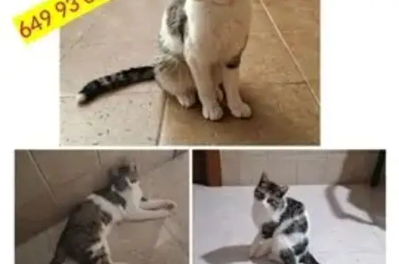 Perdido gato macho, Vereda de la Barca, 38, Murcia - romano, sin castrar y muy sociable - photo
