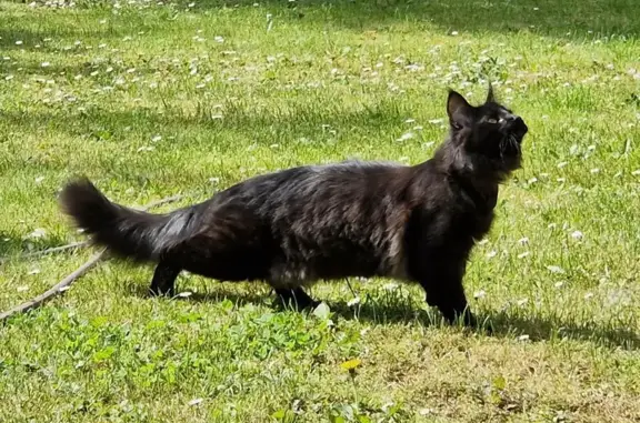 Chat perdu, Vitry-sur-Seine, photo: Chat perdu, Rue de la Marne, 29, Vitry-sur-Seine - mâle, noir, collier retrouvé