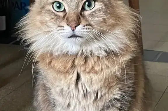 Animaux perdus Nîmes, photo: Chat perdu, Avenue de l'Ancien Champ de Mars, 39, Perpignan, Nîmes - mâle européen tigré