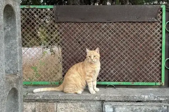 Perdido gato masculino, Pelayos de la Presa, Puertollano - grande, manso, castrado - photo
