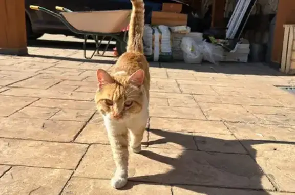 Gato encontrado Madrid, foto: Encontrado gato macho en Parque Robledo, 40194, Segovia, España, Madrid - muy sociable y cariñoso
