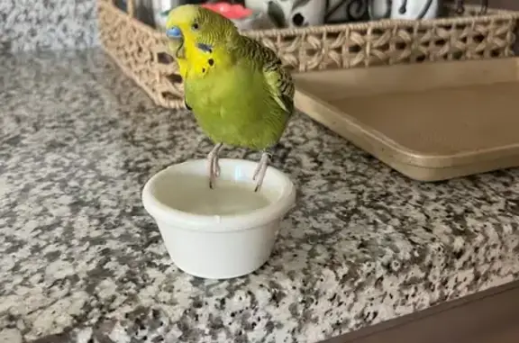 Found pets Menifee, photo: Found bird, Falcon Hill Drive, 29469, Menifee - yellow face, green coat