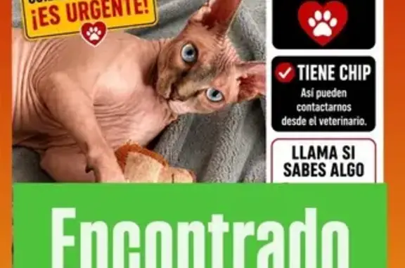 Es un gato sin pelo. Gris. Ojos azules. Flaco. Necesita cuidados especiales, es urgente que vuelva a casa.