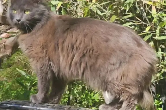 Animaux perdus Marseille, photo: Perdu chat femelle, Boulevard de Pantelleria, 8, Agde, Marseille - harnais noir