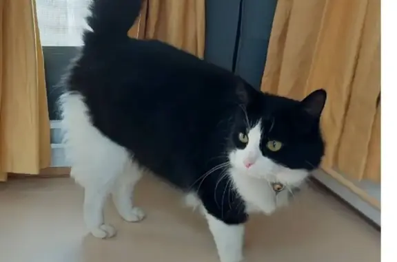 Lost cat, Stevens Drive, 10, Playford, Angle Vale - female, black and white, long-haired, very fluffy - photo
