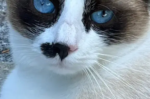 Animaux perdus Paris, photo: Chat perdu, Route de la Croix Margat, 6, Saint-Quentin-sur-le-Homme - mâle, pucé, très craintif