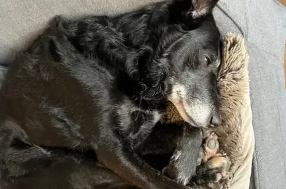 Animaux perdus Lyon, photo: Perdu chien, Quai Charles de Gaulle, 83, Lyon - chienne craintive et gentille