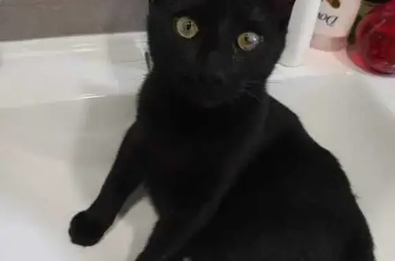 Perdido gato macho en Calle San Remo, 3, El Ejido — negro, castrado, sin chip - photo