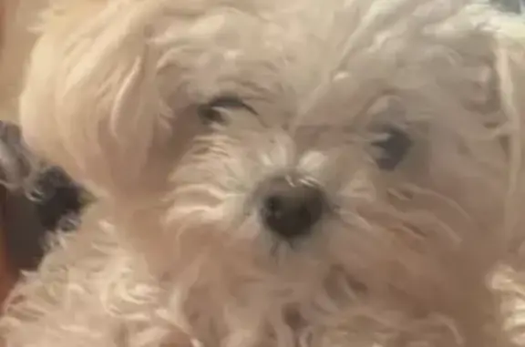 Lost dog, Montrose Court, 9400, El Paso - female - photo