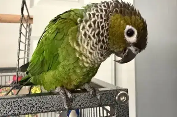 Lost pets Arlington, photo: Lost bird, Windfall Way, 7316, Citrus Heights, Arlington - female black cap conure, petite, with a leg band