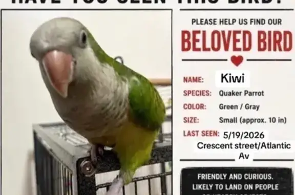 Lost bird, Atlantic Avenue, 33...