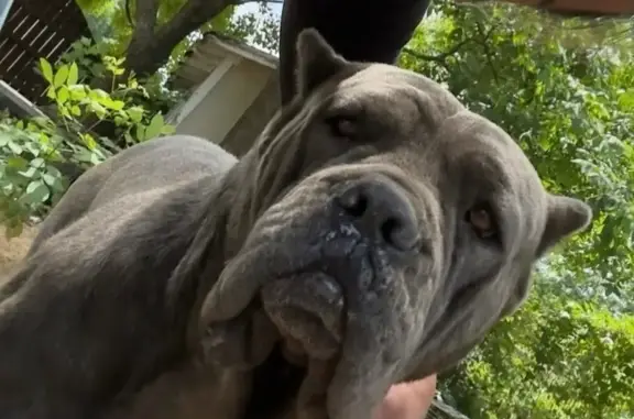 Lost dog, female, 2nd Street, 591, Conway - grey with cropped ears and a docked tail - photo