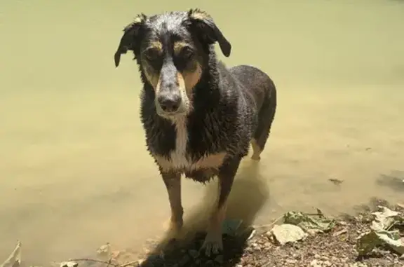 Animaux perdus Ramonville-Saint-Agne, photo: Perdu chien mâle, Chemin de Halage, 1, Ramonville-Saint-Agne - vieux, très sociable