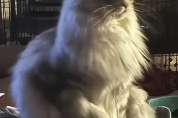 Lost cat, Oakwood Drive, Bount...