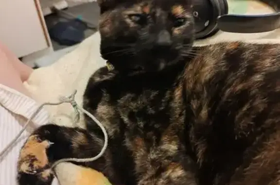 Lost cat, Milnerton Drive, 67, Riverlea - female, 3 years old, microchipped - photo
