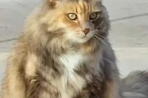 Lost cat, female, Noleen Place, Equestria, Pretoria — Maine Coon, grayish ginger tint, black patch under left eye - photo