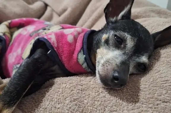 Cachorro perdido Fêmea (brl002833) - photo