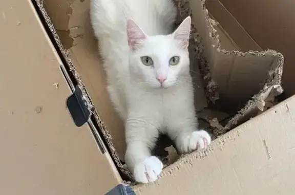 Missing cat Sydney, photo: Lost cat, Coffs Harbour, New South Wales, Sydney - male, medium-sized pure white