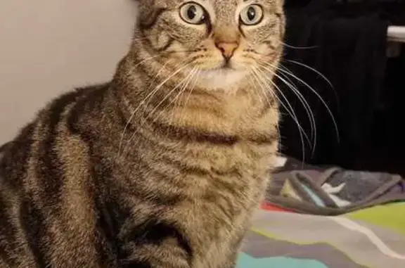 Animaux perdus Caen, photo: Perdu chat femelle, Avenue Jean Monnet, 17, Caen - extrêmement peureuse