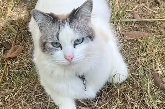Missing cat Female, Canberra (al496332) - photo