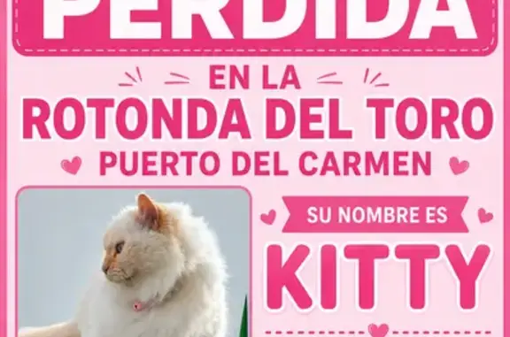 Perdido gato hembra, Calle Agachadilla, Puerto del Carmen, Pozuelo de Alarcon - gata blanca peluda y bastante grande - photo
