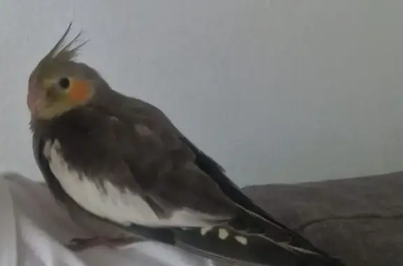 Es un ave papillera doméstica, tiene una pulsera verde en la pata y el número 079. Tiene las mejillas anaranjadas. Se encuentra por la zona dando vueltas.