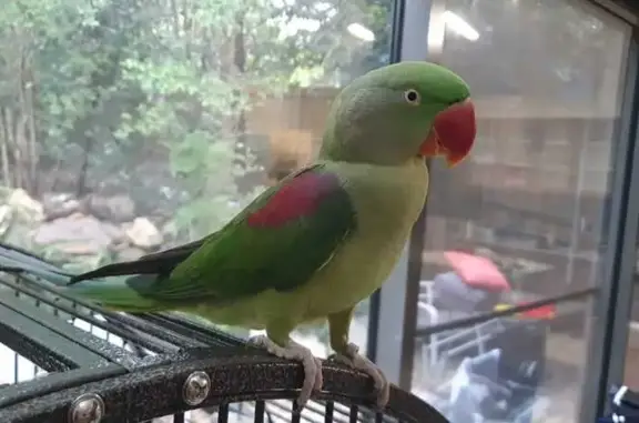 Lost pets Wahroonga, photo: Lost bird, Cornwall Avenue, 35, Ku-ring-gai Council, Wahroonga - female Alexandrine parrot