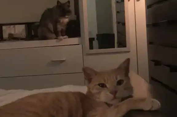 Lost cat, Mark Crescent, 314, Albury - male - ginger and needs medication - photo