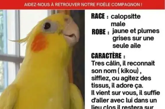 Animaux perdus Paris, photo: Perdue oiseau mâle, Chemin de Notre Dame du Bon Remède, 808, Paris - jaune avec des plumes grises sur une aile