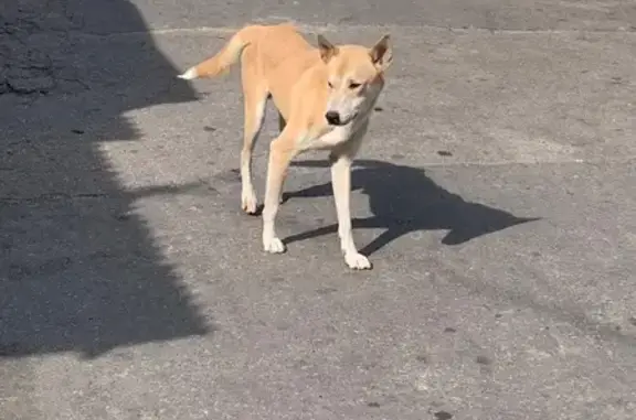 Cachorro encontrado Macho (brf...