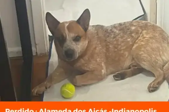 Cachorro perdido Macho (brl002835) - photo