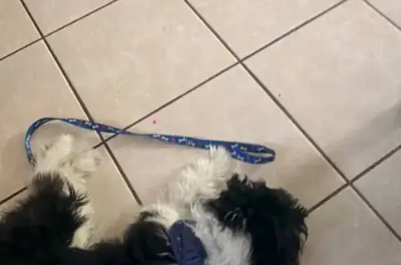 Lost dog, Sam Houston Drive, 1501, Harlingen - male, mostly black with white chest, stomach, tail and feet - photo