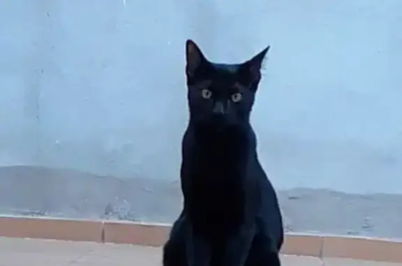 Perdido gato masculino, Calle Pamplona, Torrejón de Ardoz, Madrid - negro, delgado, joven - photo