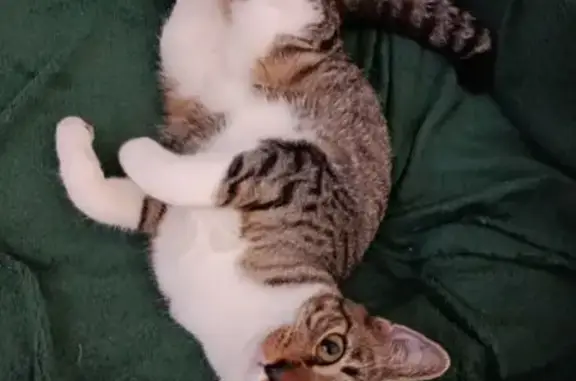 Gato desaparecido Fêmea (brl002836) - photo