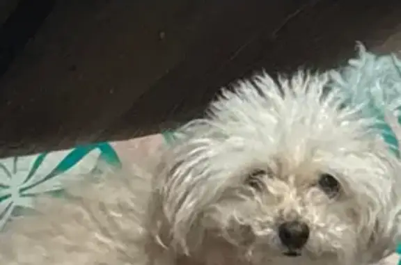 Lost dog, Eads Place, 2852, El Paso - female poodle, 8 years old - photo