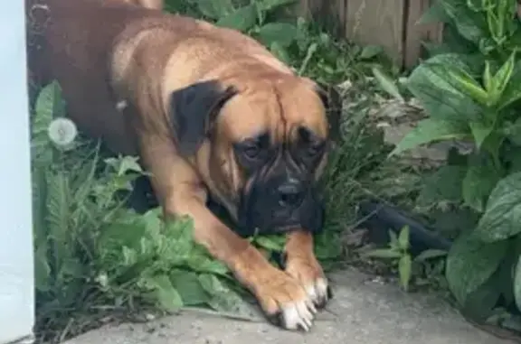 Lost dog, Suder Avenue, 5408, Toledo, Detroit - shy - photo