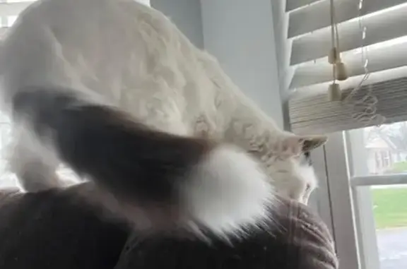 Medium long white fur with black on head and tail. He’s a bigger, sturdy build and will likely talk to you if you talk to him. He may be difficult for a stranger to catch though. He’s an indoor cat who somehow went out. He will probably be in a garage or small out building because of the rain. Would you please check for us?