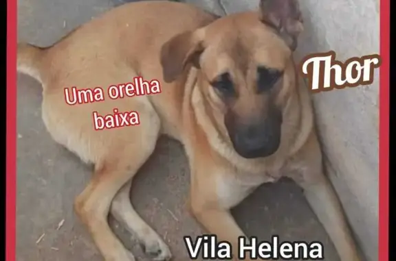 Cachorro perdido Macho (brl002837) - photo