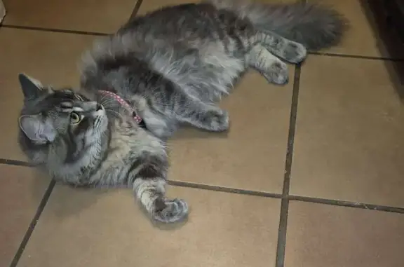 Lost cat, Jennifer Lane, 51, Johannesburg, Edenvale - male, super fluffy, pink collar - photo