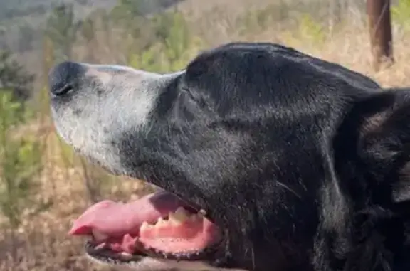 Lost dog, Slope Terrace, 181, Lenoir - male - photo