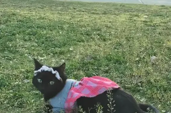 Lost cat, 800 East, 984, Salt Lake City - female - photo
