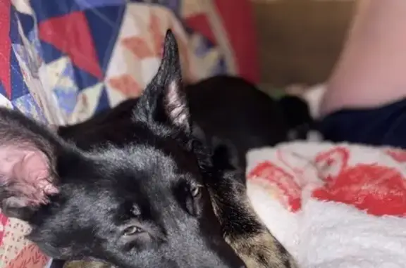 Lost dog, Nuway Circle Northeast, 510, Lenoir - male - photo