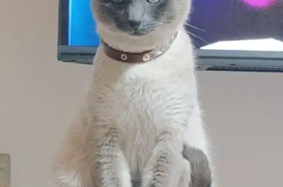 Animales perdidos Barcelona, foto: Perdido gato masculino, Carrer de Sant Andreu, Santa Coloma de Gramenet, Barcelona, con collar naranja
