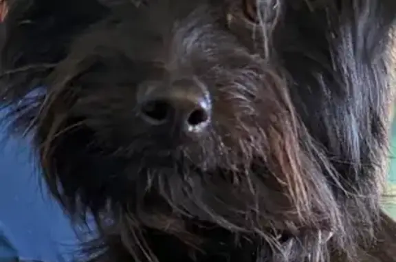 Found pets Lubbock, photo: Found dog, 74th Street, 3404, Lubbock - male yorkie/terrier mix