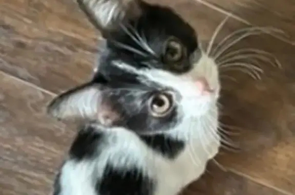 Lost cat, West Bancroft Street, 3701, Columbus - female tuxedo cat with hazel eyes - photo
