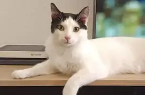 Perdido gato macho, Carrer Quintana, 6, Mataró - va por tejados y terrazas - photo